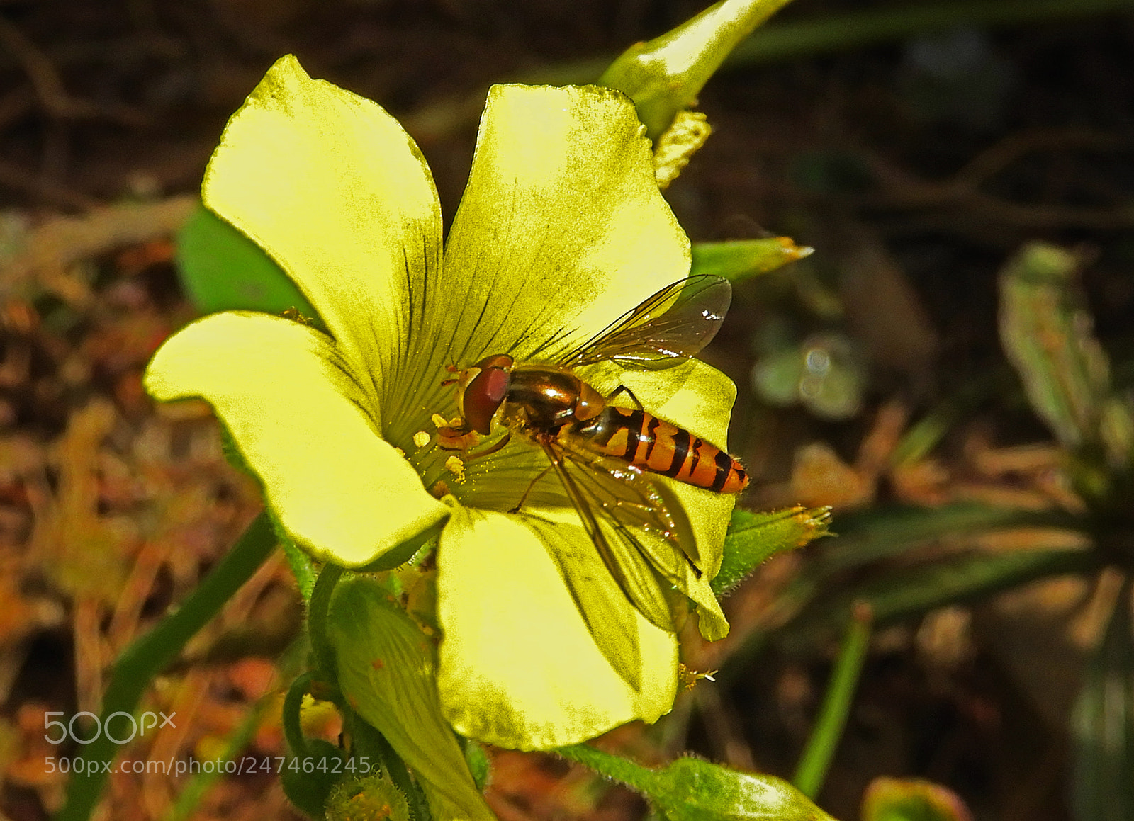 Nikon Coolpix B700 sample photo. Bee in action. photography