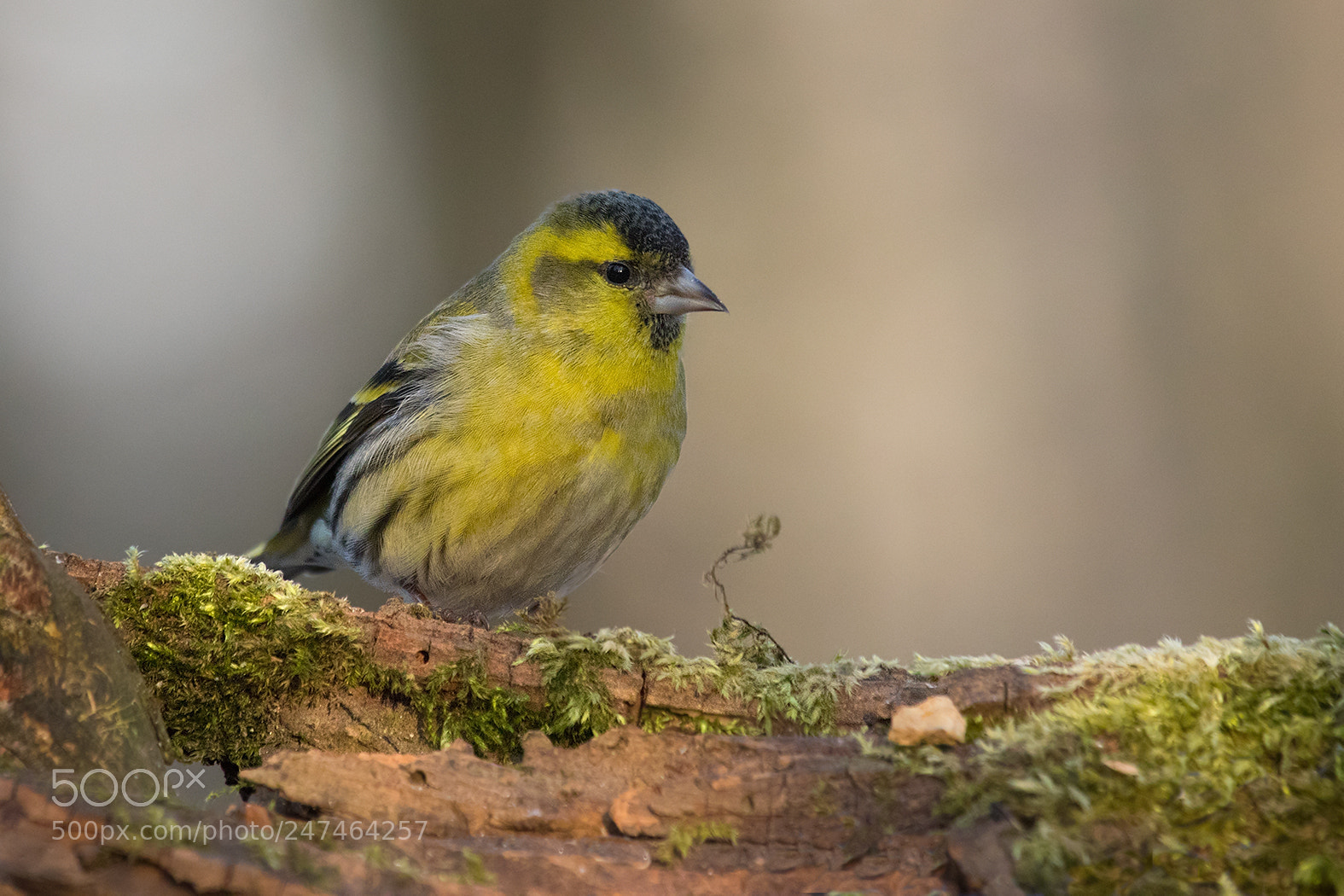 Canon EOS 7D Mark II sample photo. Siskin photography
