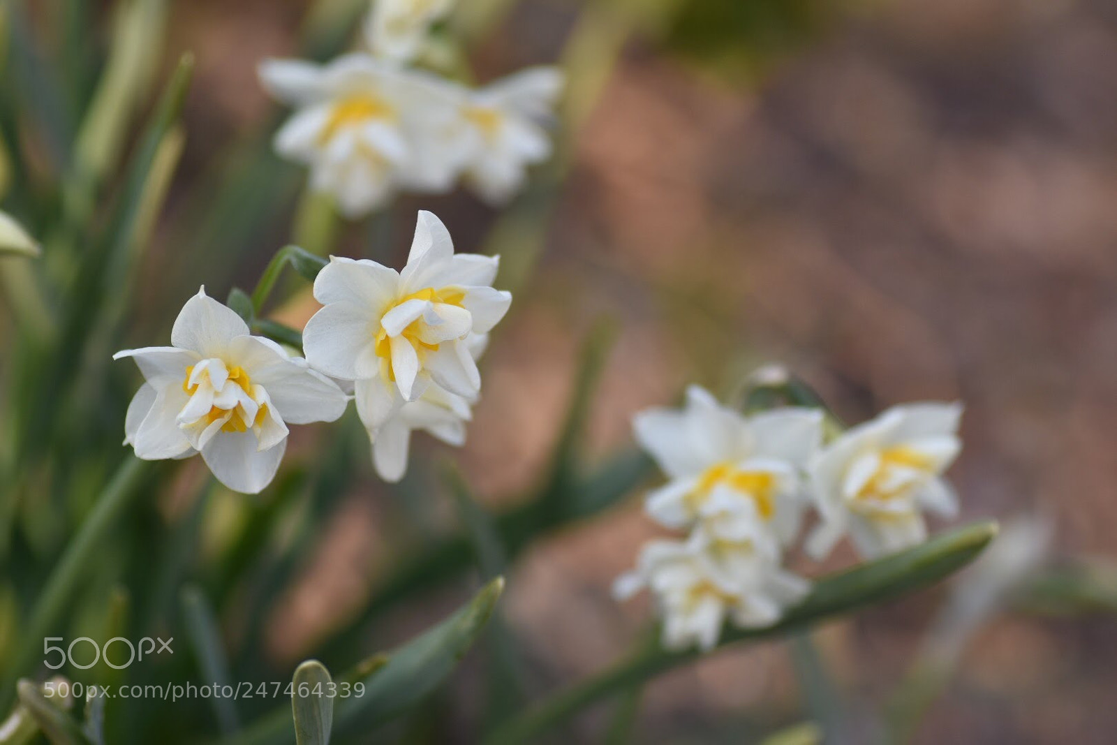Nikon D7200 sample photo. Doudle daffodil photography