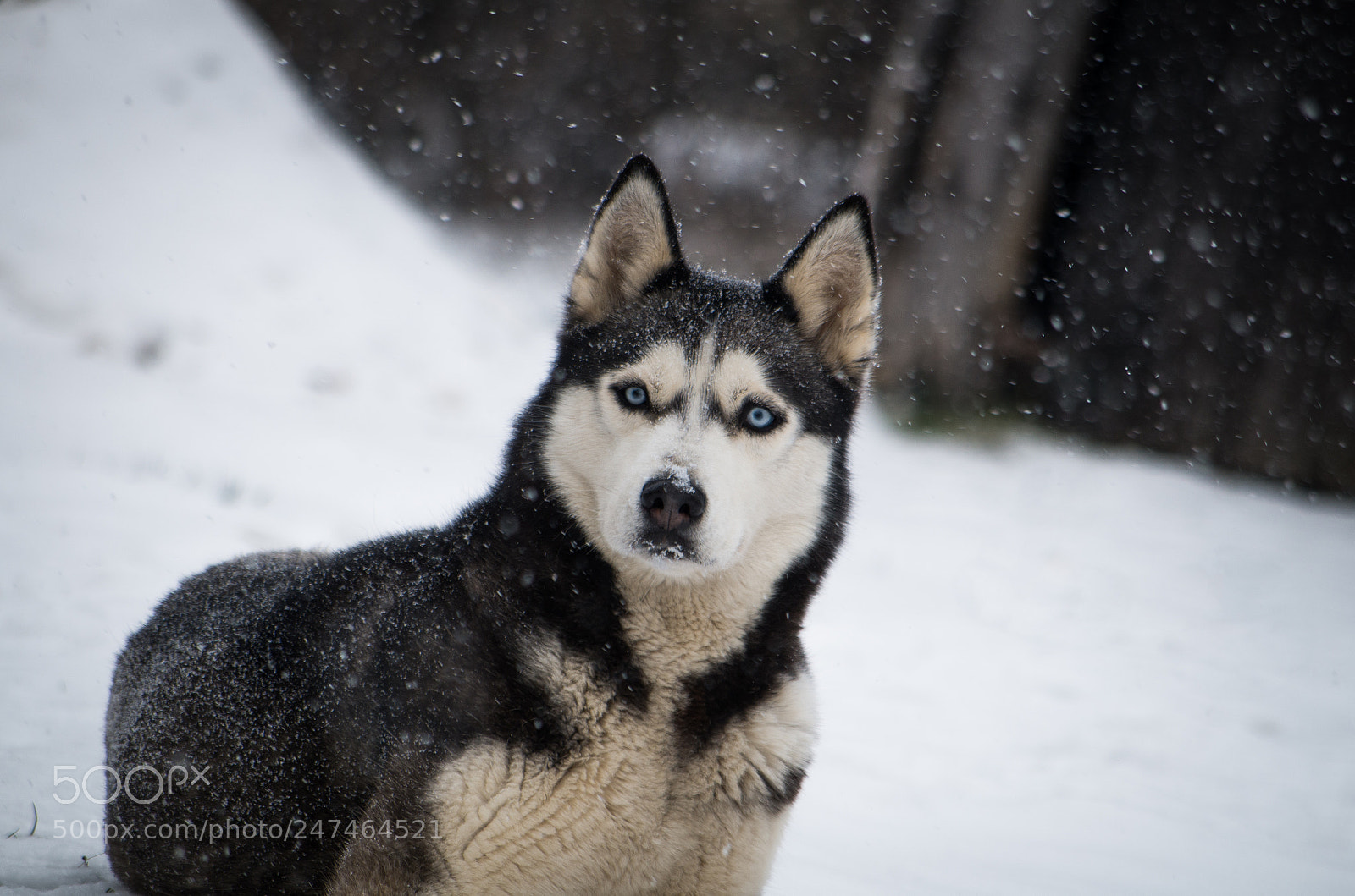 Pentax K-50 sample photo. Ela enjoying the snow photography