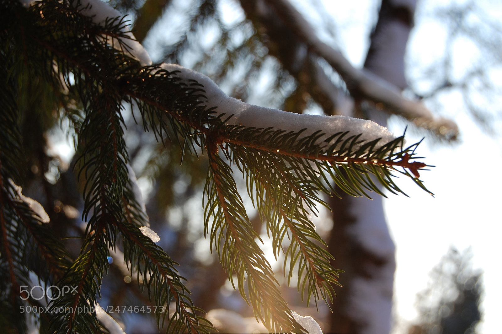 Nikon D40 sample photo. C: photography
