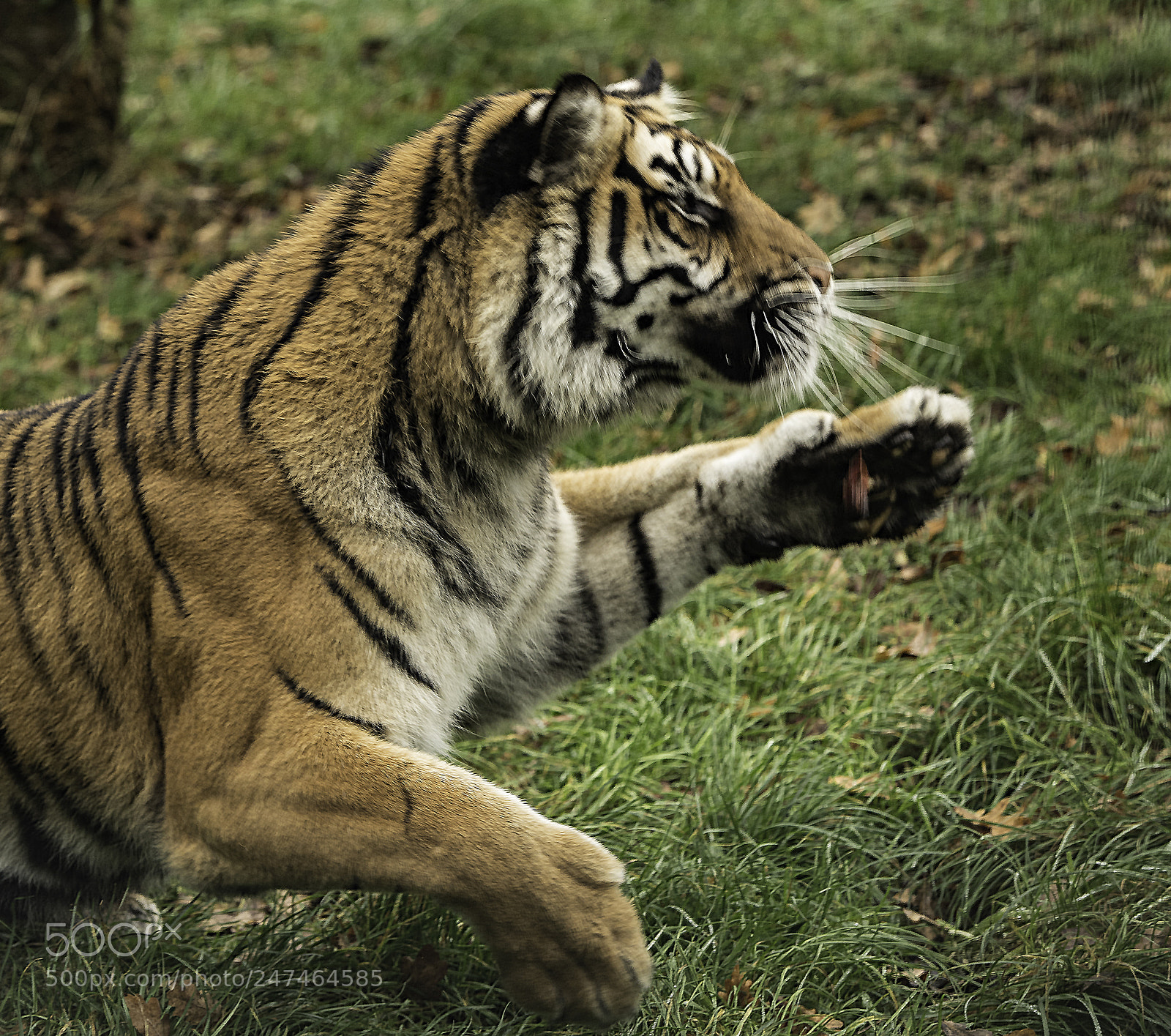 Nikon D5 sample photo. Tiger series photography