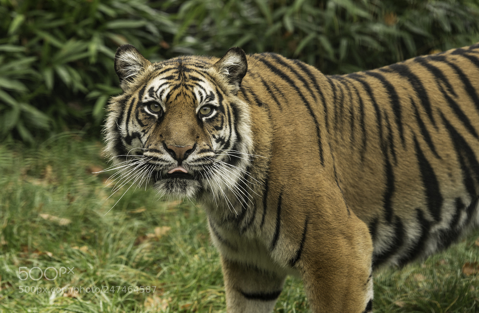 Nikon D5 sample photo. Tiger series photography