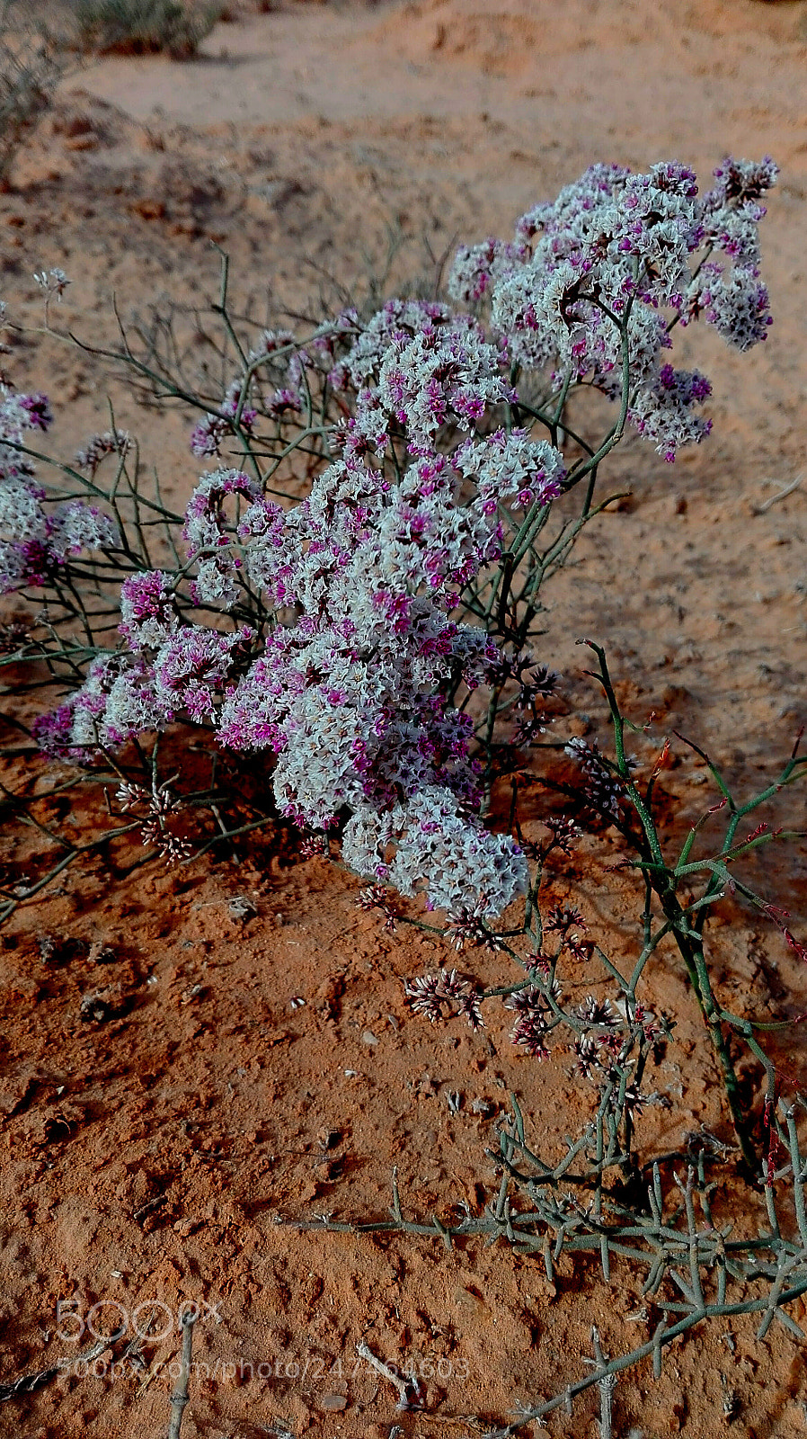 HUAWEI Y6II sample photo. Untitled photography