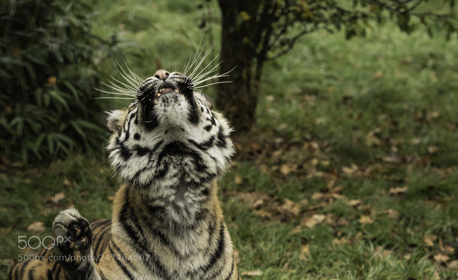 Nikon D5 sample photo. Tiger series photography