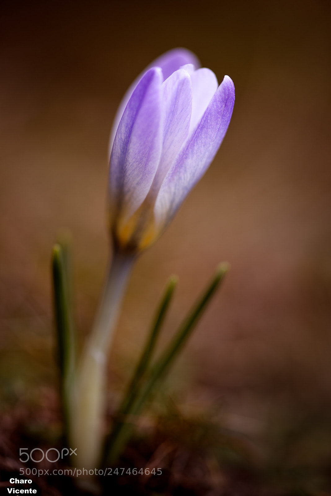 Nikon D610 sample photo. A mi padre photography
