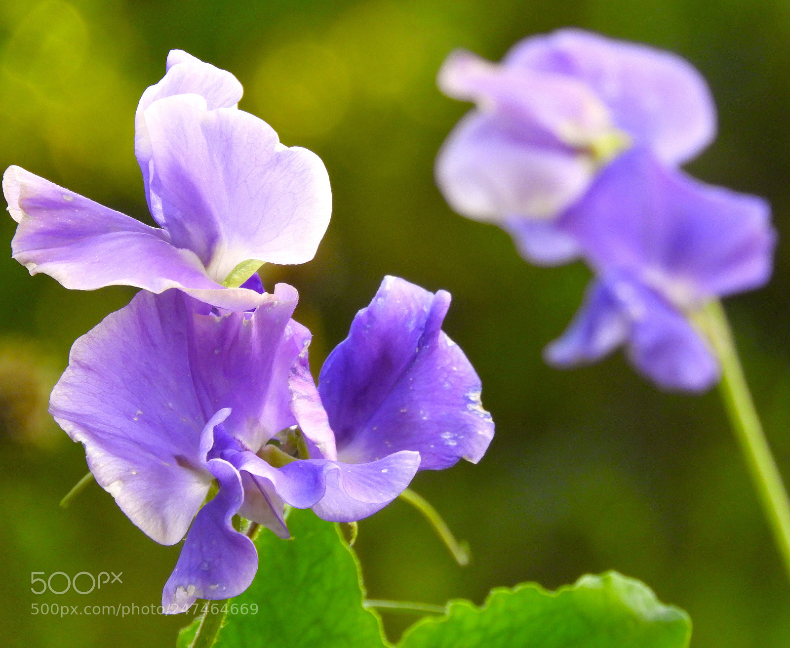 Nikon Coolpix B700 sample photo. Irises photography