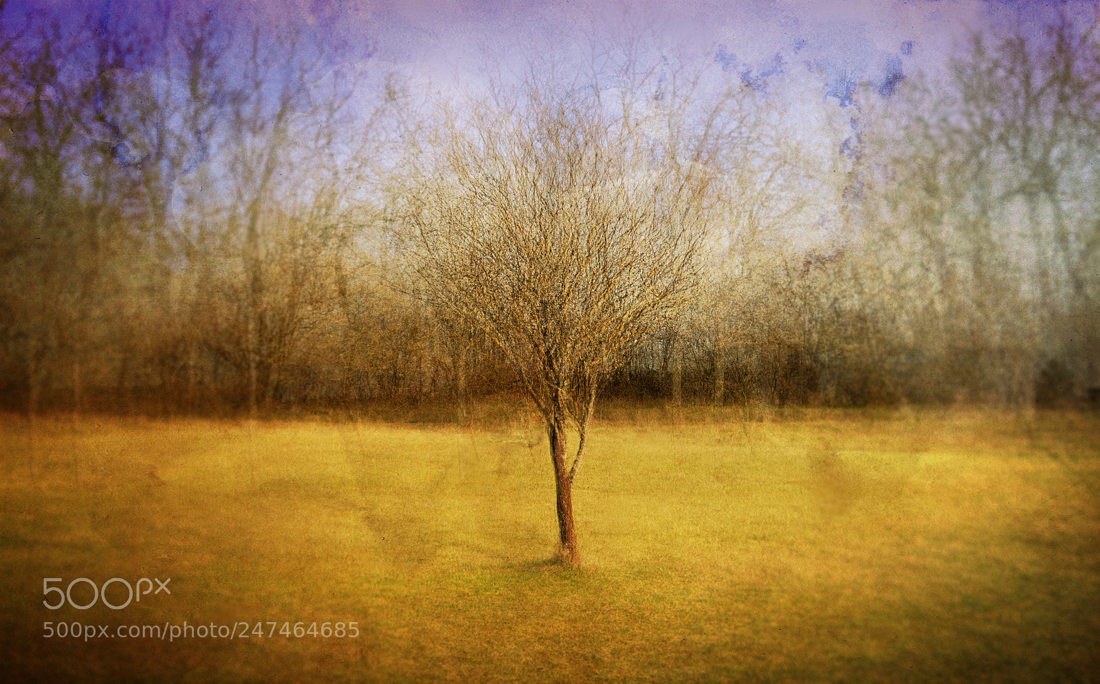 Canon PowerShot G5 X sample photo. Impressionism tree photography