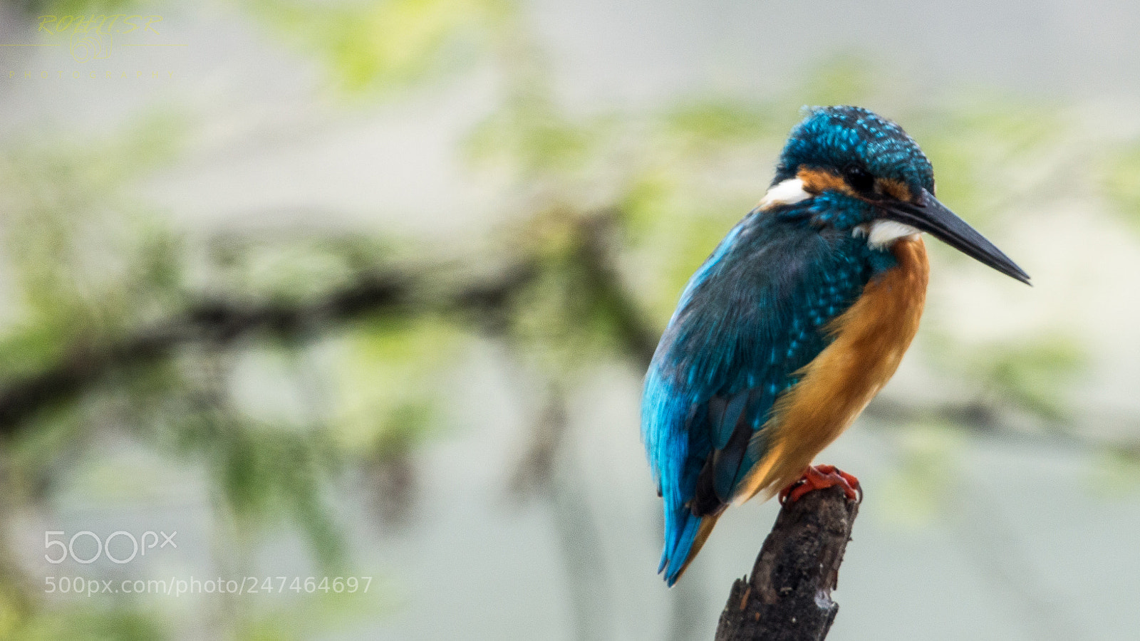 Nikon D3200 sample photo. Common kingfisher photography