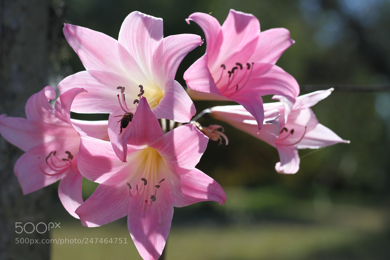 Canon EOS 7D sample photo. Flowers photography