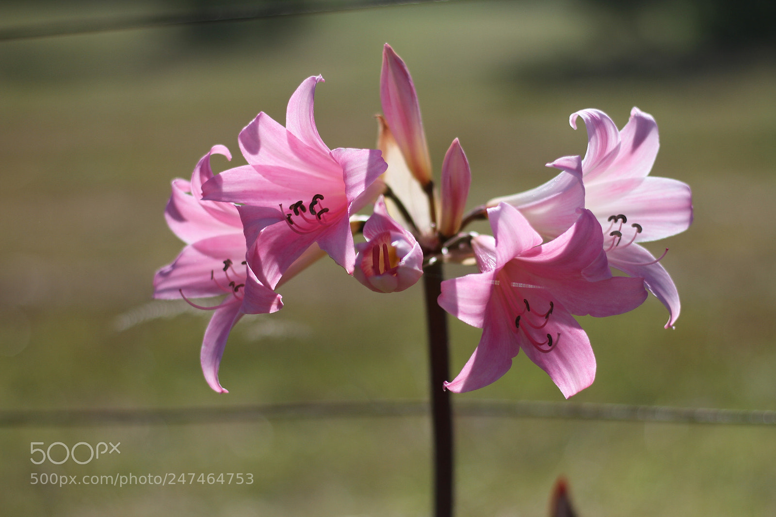 Canon EOS 7D sample photo. Flowers photography