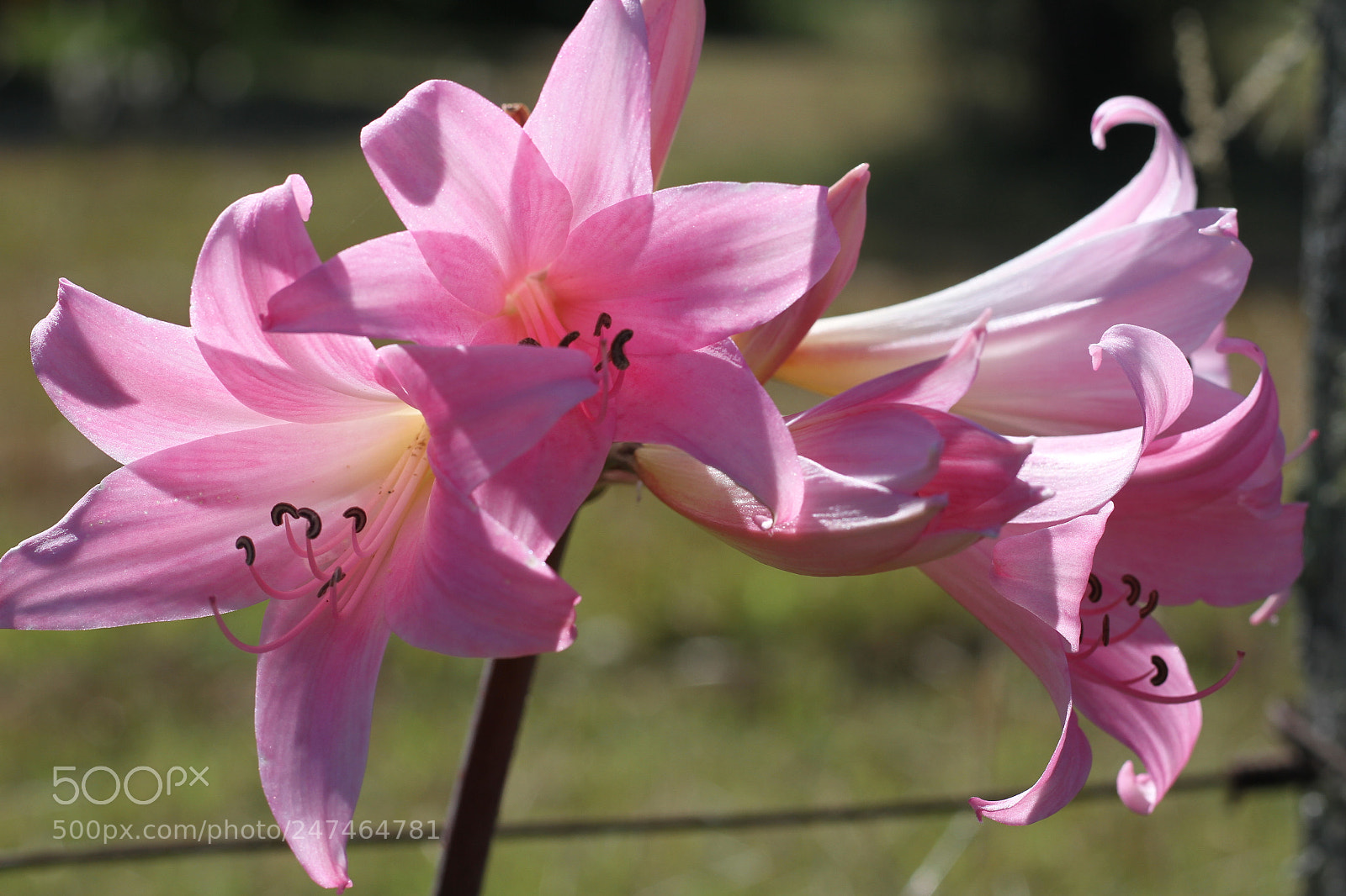 Canon EOS 7D sample photo. Flowers photography
