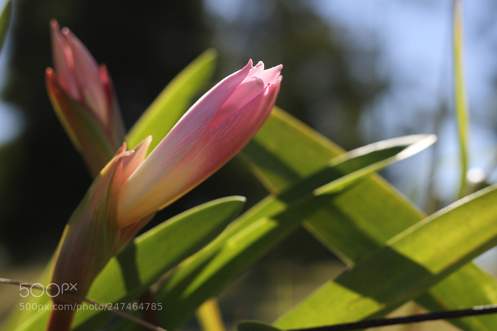 Canon EOS 7D sample photo. Flowers photography