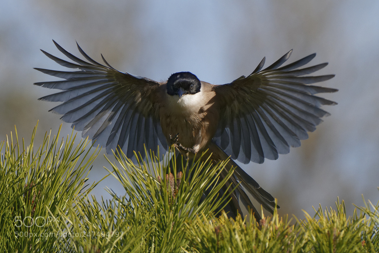 Canon EOS 7D sample photo. Pie bleue px photography
