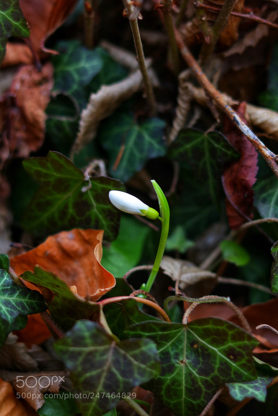 Canon EOS 750D (EOS Rebel T6i / EOS Kiss X8i) sample photo. Untitled photography