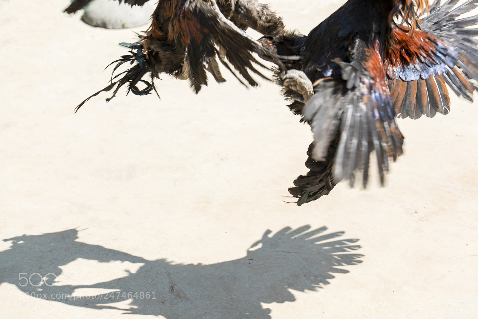 Nikon D800E sample photo. Cockfighting bouts photography