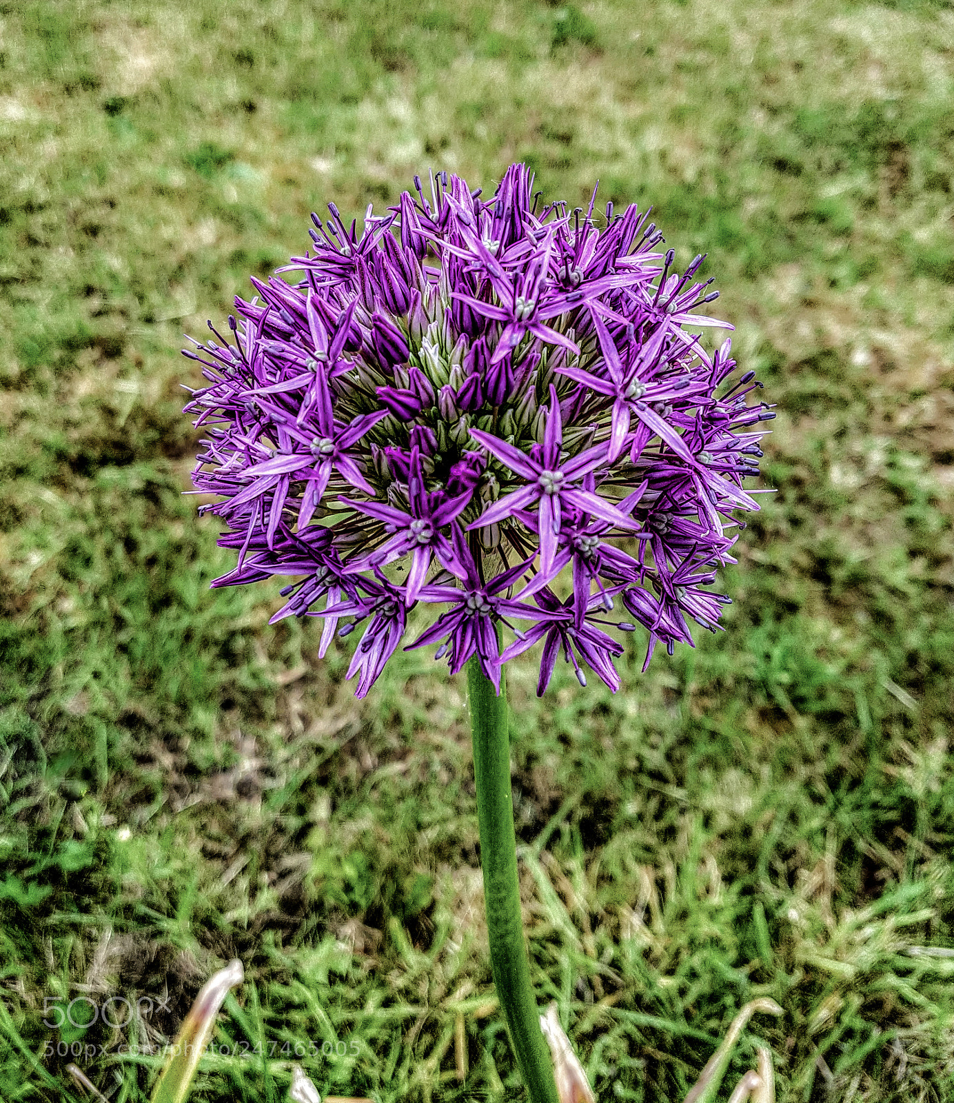 Samsung Galaxy S7 sample photo. Delicate purple petals photography