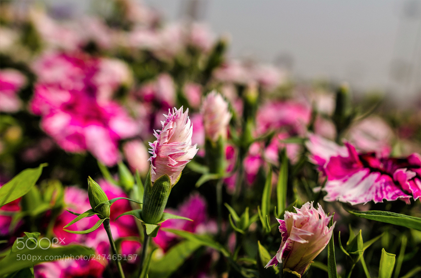 Nikon D5100 sample photo. Stand-out! photography
