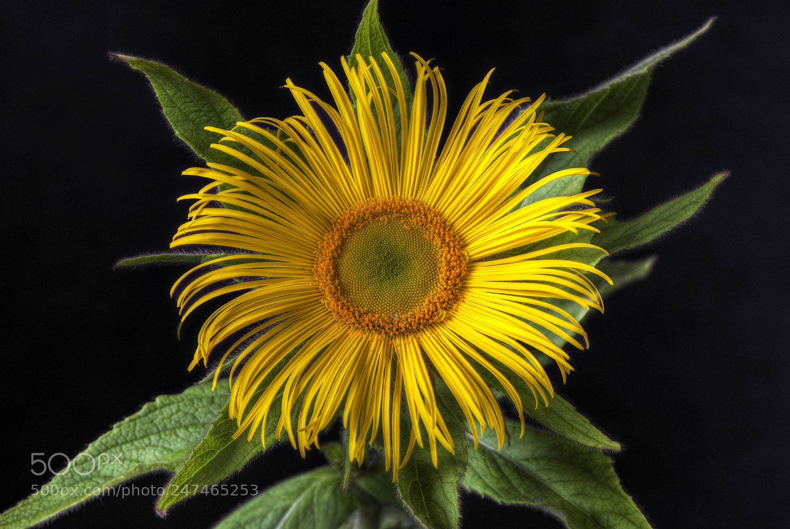 Nikon D800 sample photo. Daisy photography