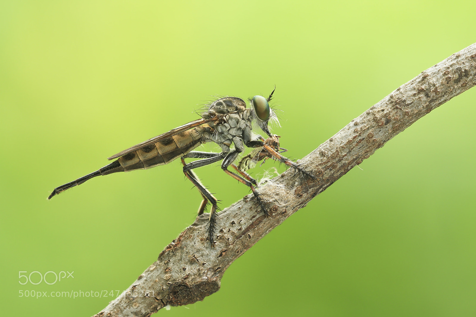Canon EOS 7D sample photo. Robberfly photography