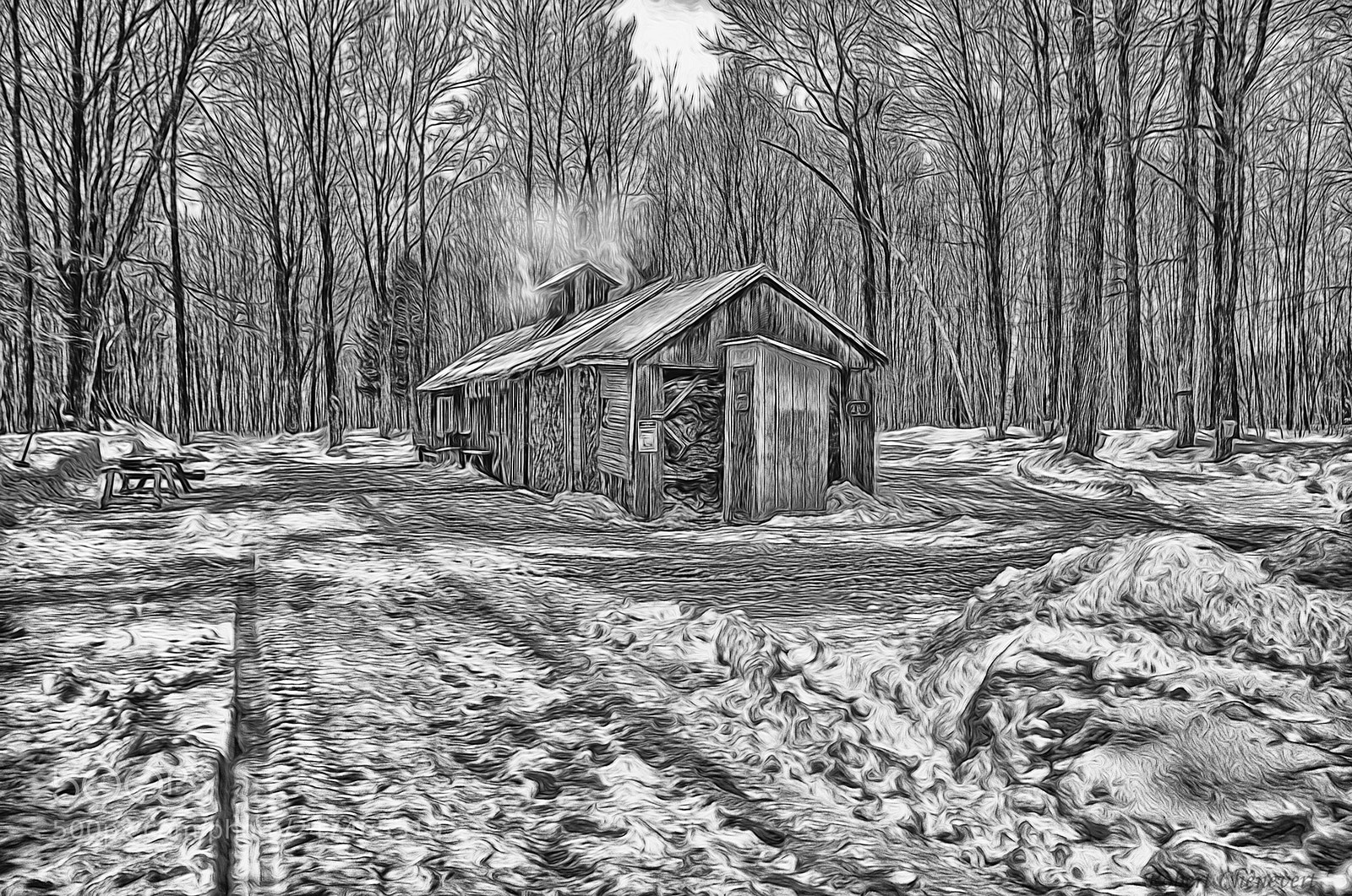 Canon EOS 60D sample photo. Sugar bush photography