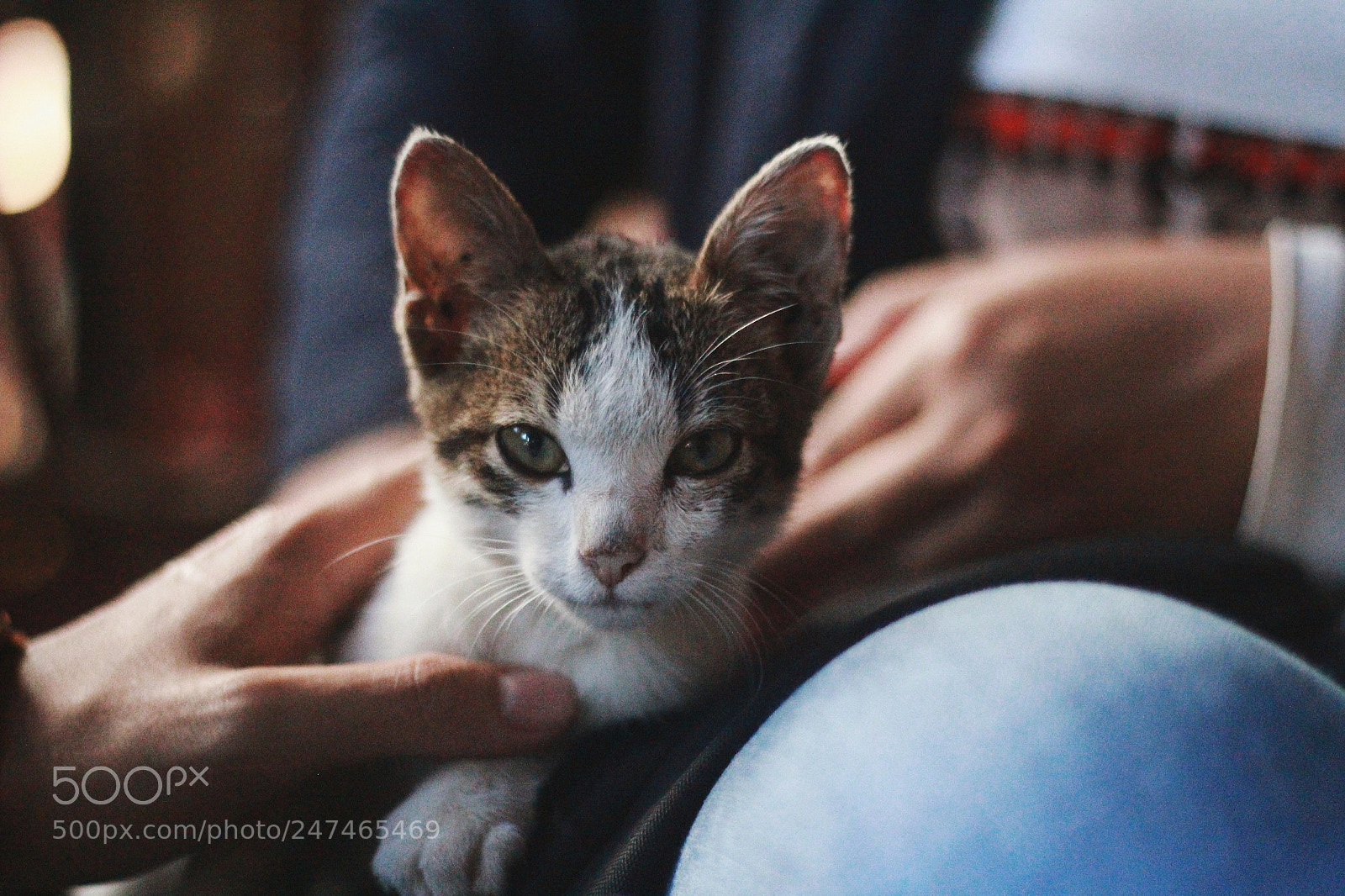 Canon EOS 60D sample photo. Untitled photography