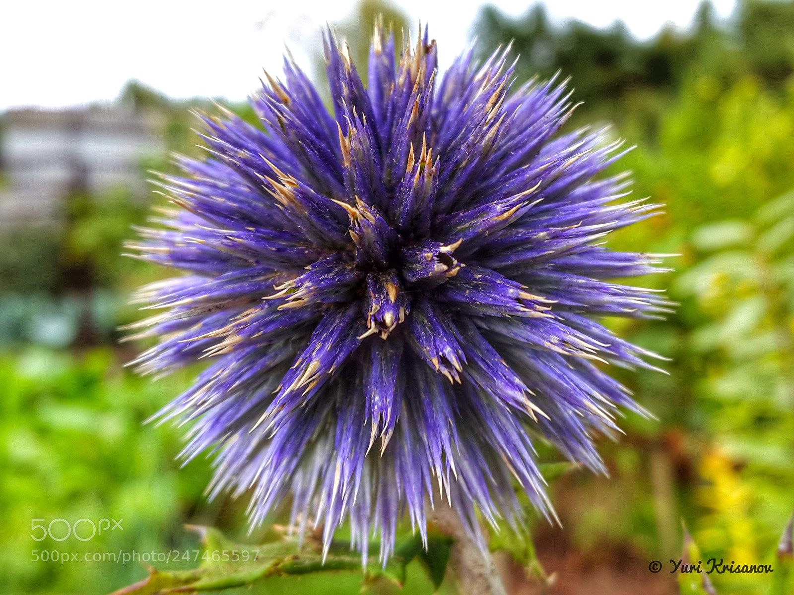 Samsung Galaxy Alpha sample photo. Spiny flower echinops ritro photography