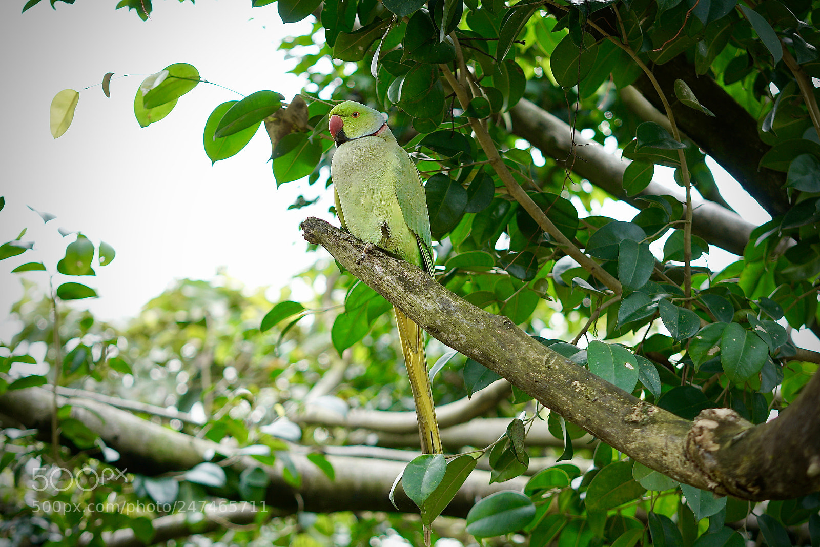 Sony a7R II sample photo. Always beautiful! photography