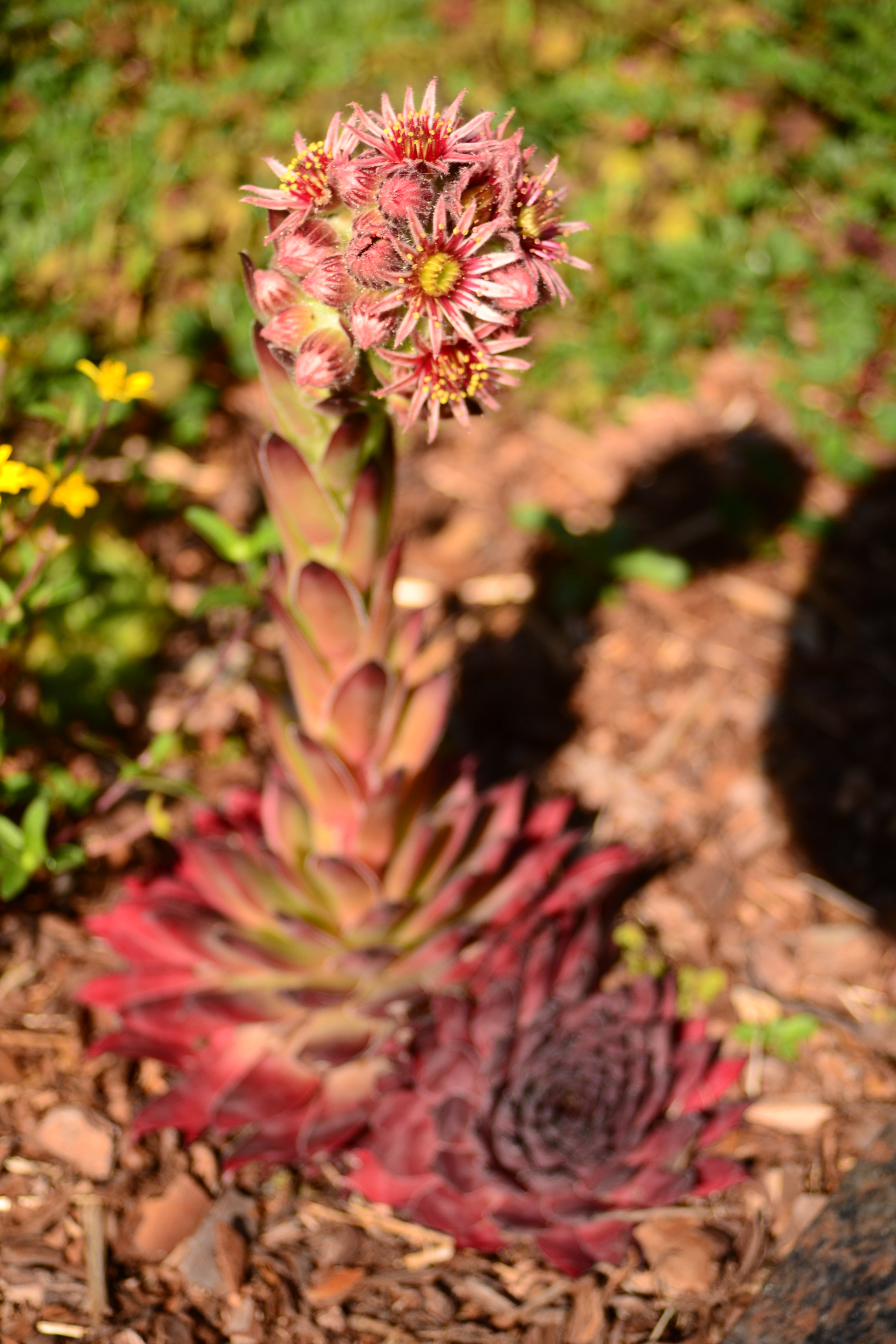 Sigma 18-50mm F3.5-5.6 DC sample photo. Dsc photography