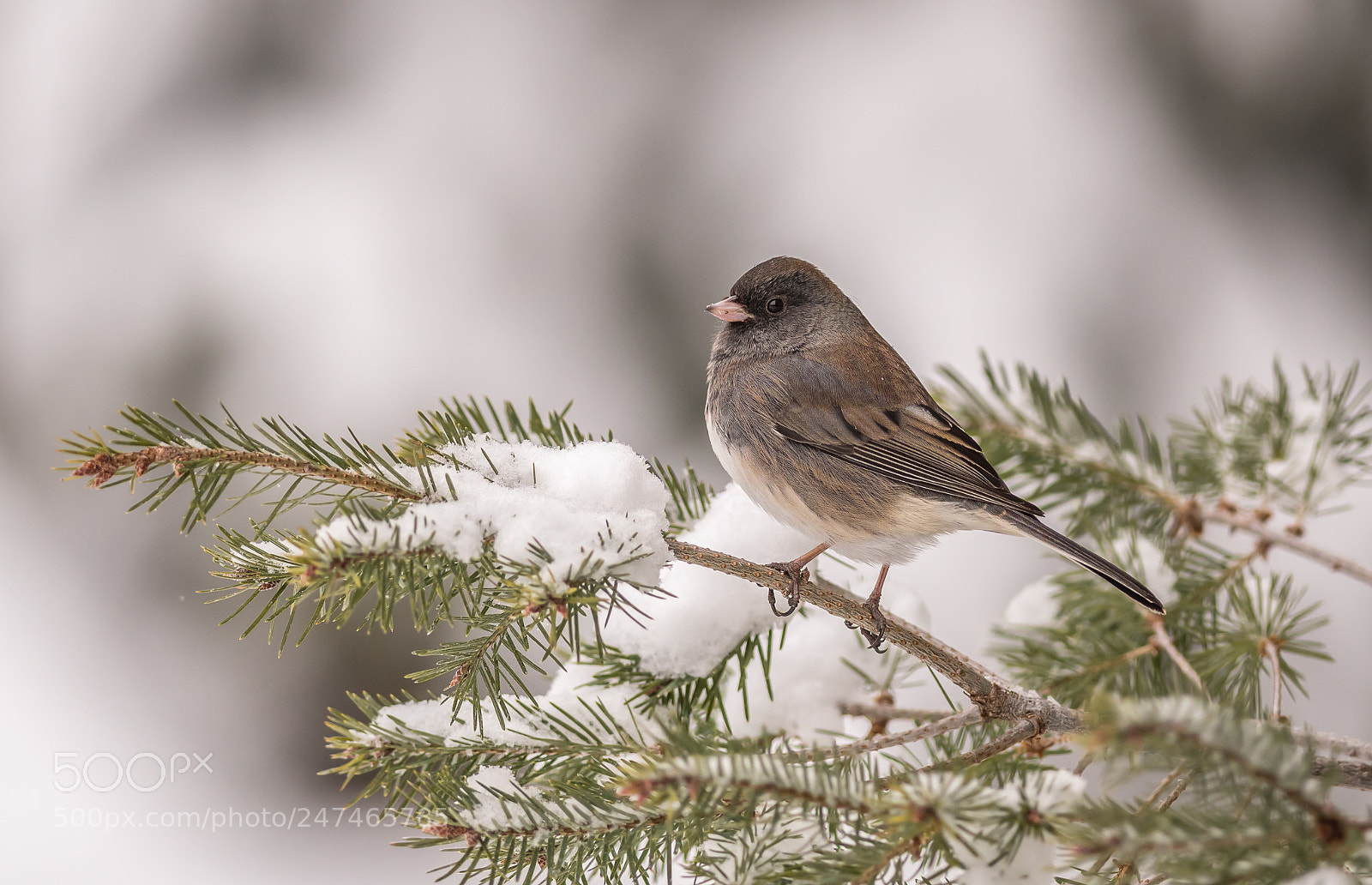 Nikon D500 sample photo. Junco on snowy branches photography