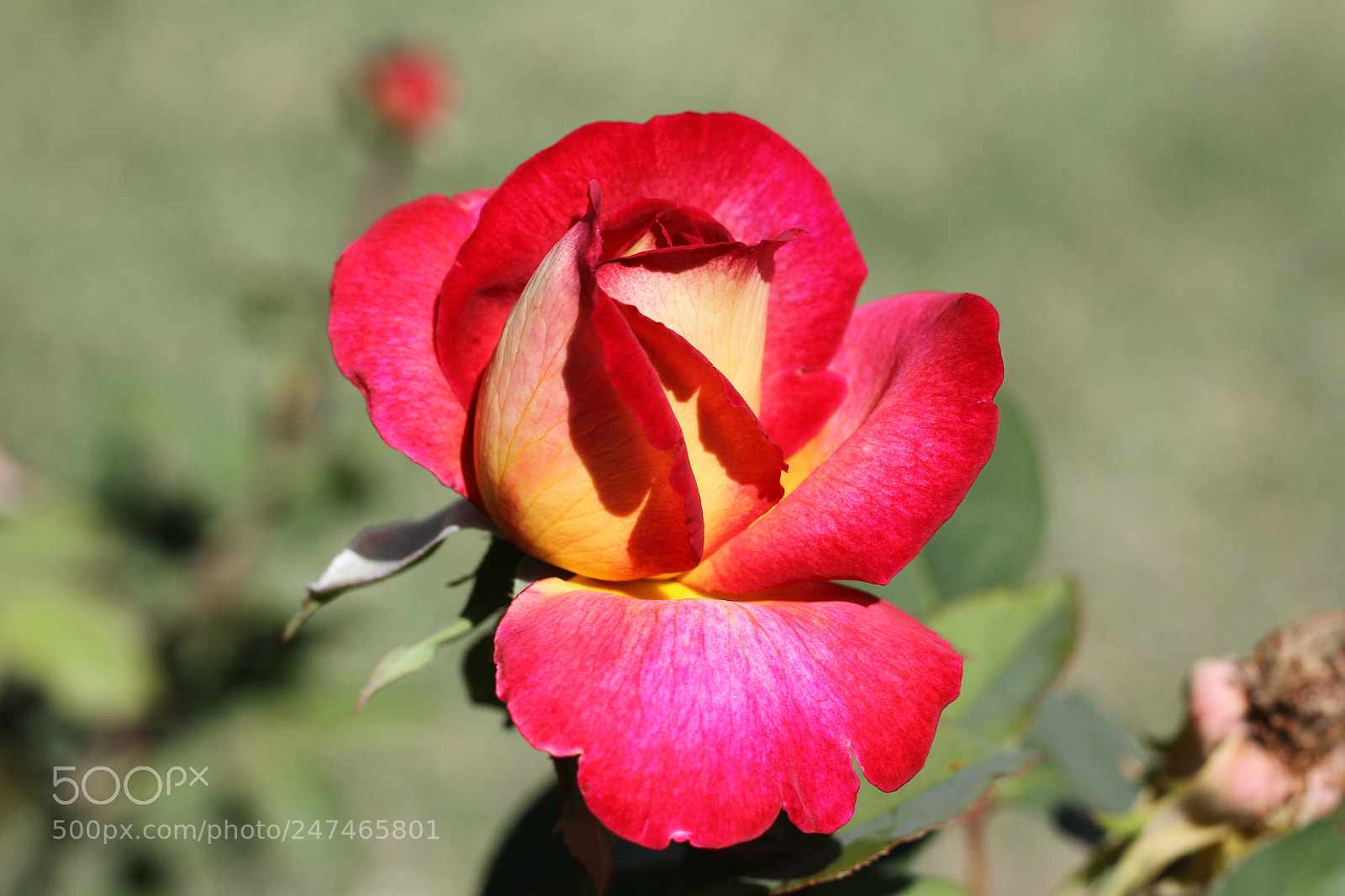 Canon EOS 7D sample photo. Flowers photography