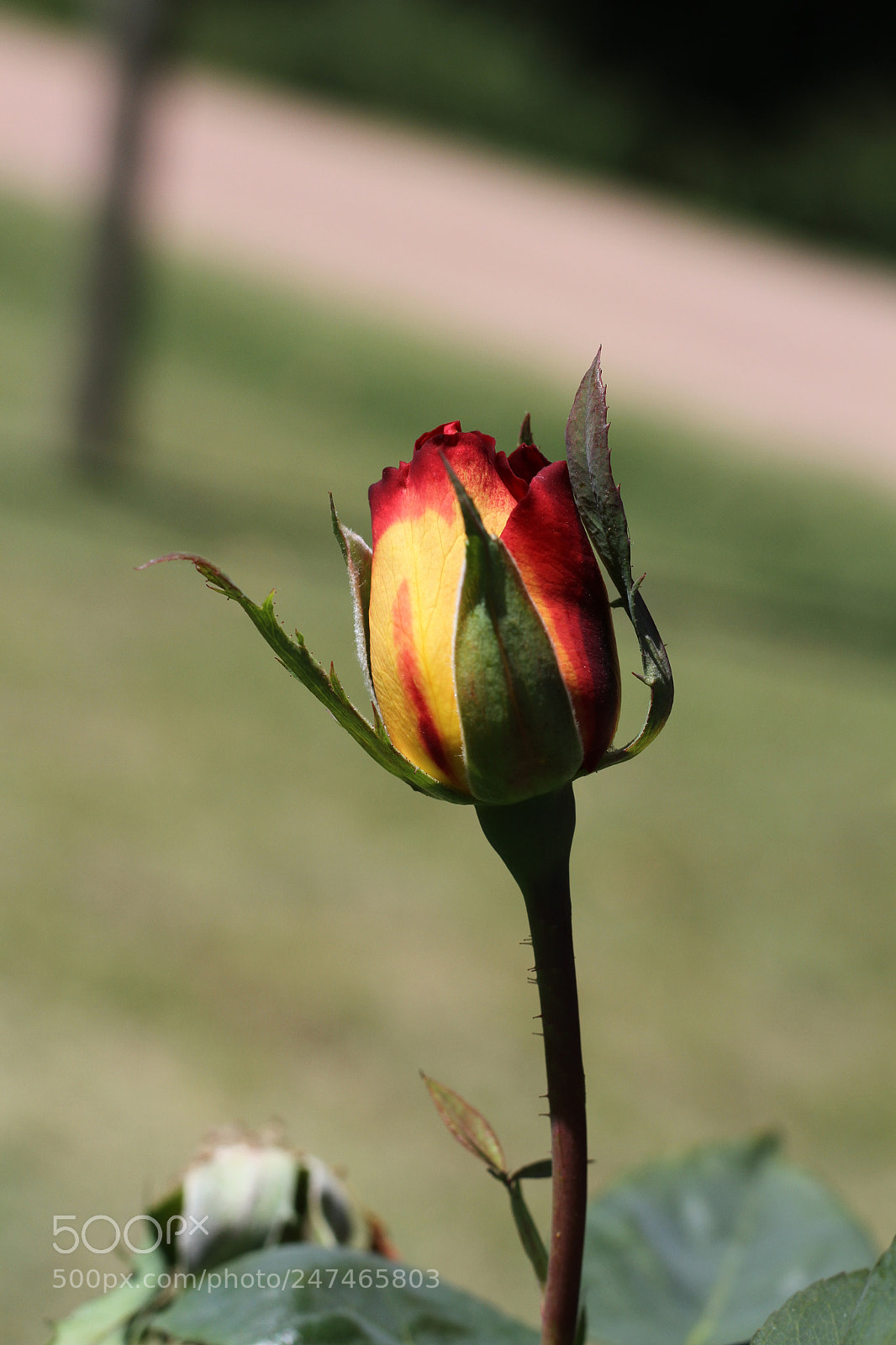 Canon EOS 7D sample photo. Flowers photography