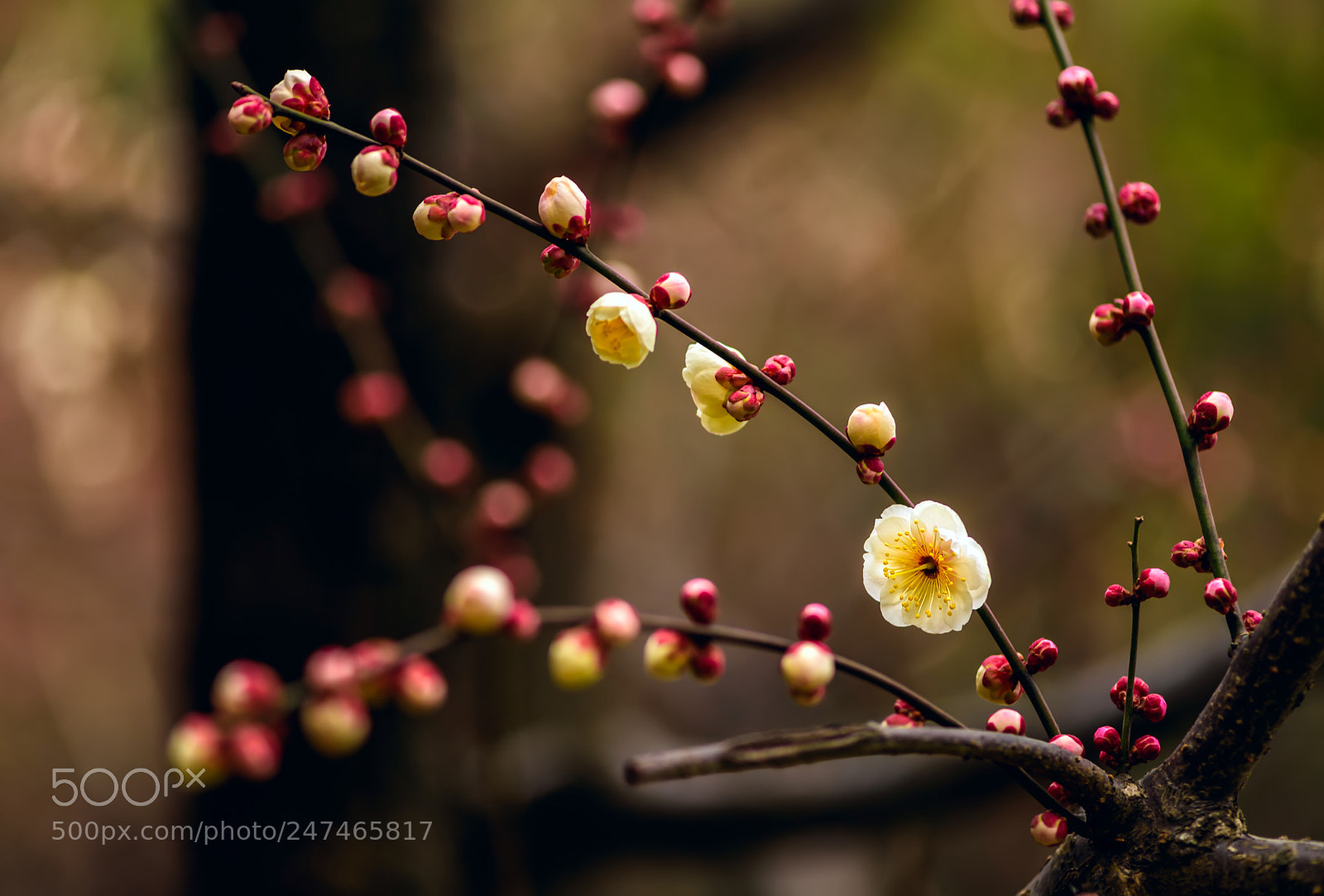 Nikon D810 sample photo. Happy wintersweet photography