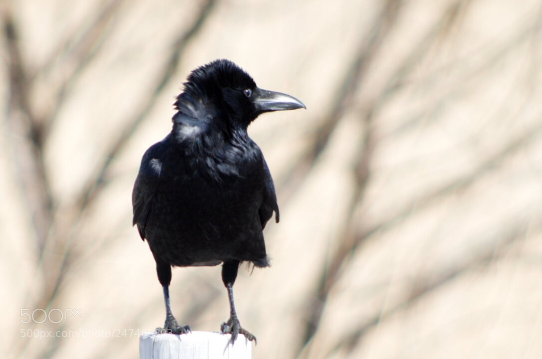 Pentax K-30 sample photo. A  raven photography