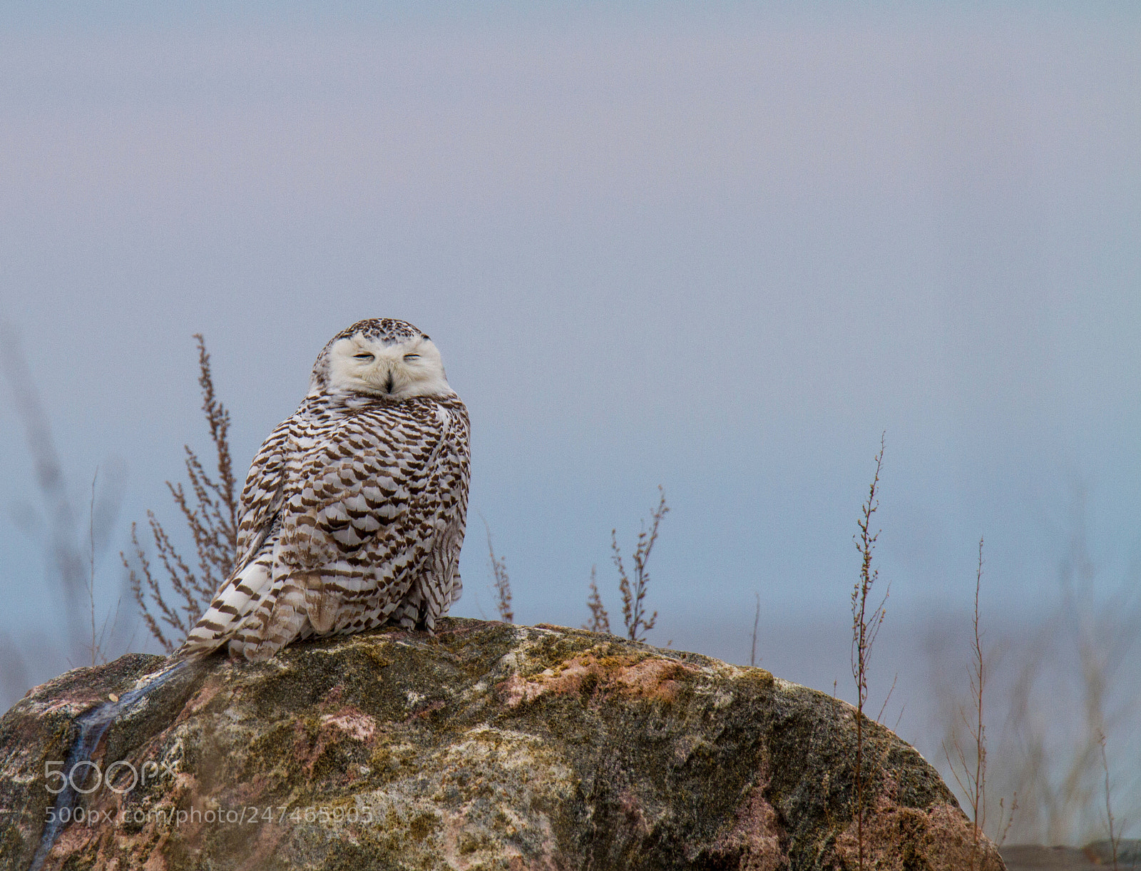 Canon EOS 7D sample photo. Snowy owl snoozing in photography