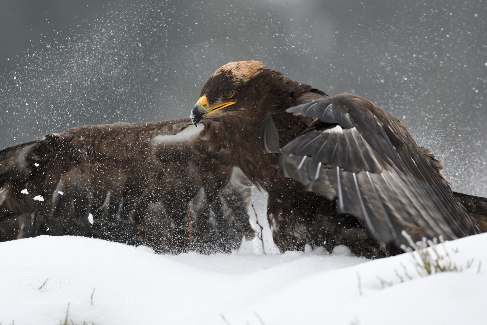 Nikon AF-S Nikkor 200-500mm F5.6E ED VR sample photo. Steppe eagle photography