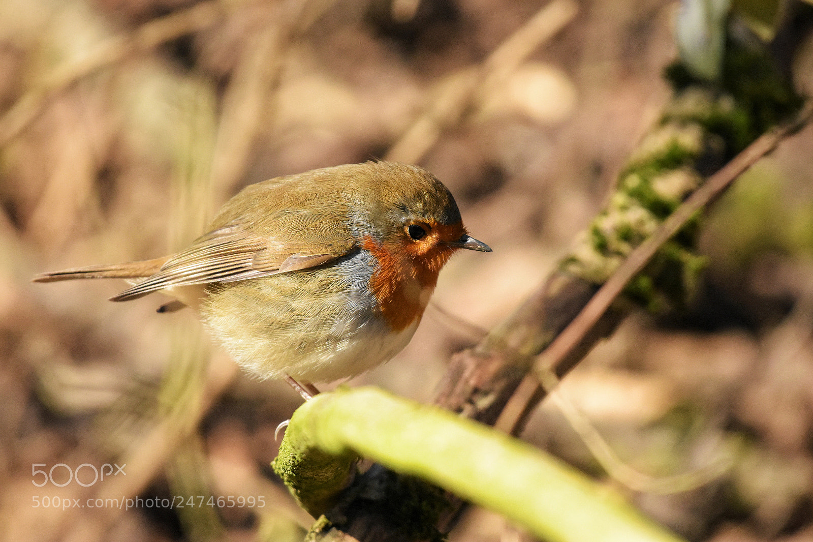 Nikon D7200 sample photo. 'robin (erithacus rubecula)' photography