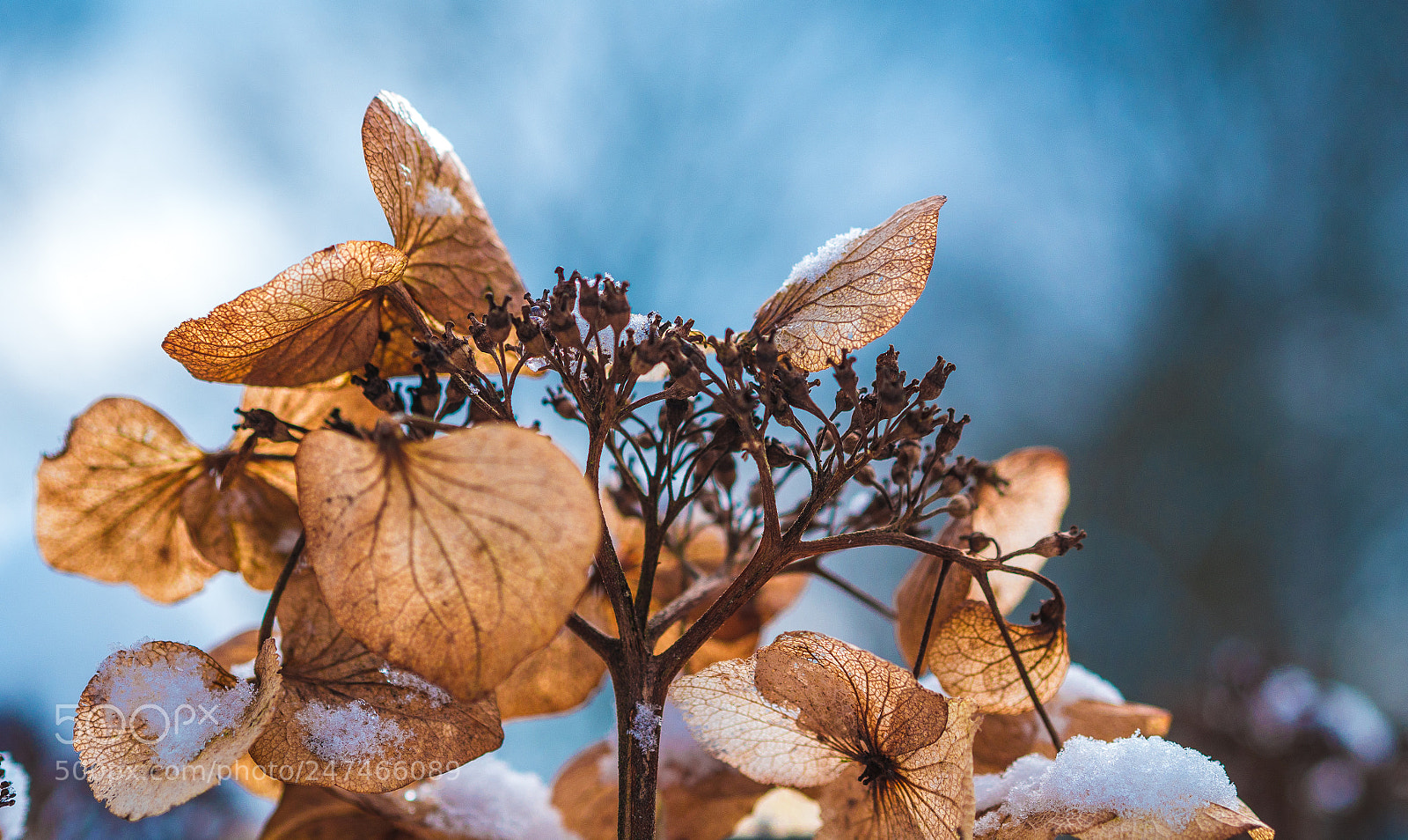 Panasonic Lumix DMC-GX85 (Lumix DMC-GX80 / Lumix DMC-GX7 Mark II) sample photo. Winter flower photography