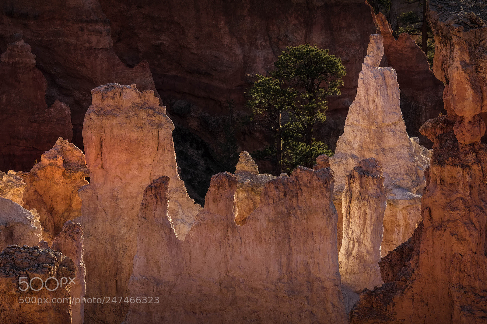Canon EOS 50D sample photo. Detail from bryce canyon photography