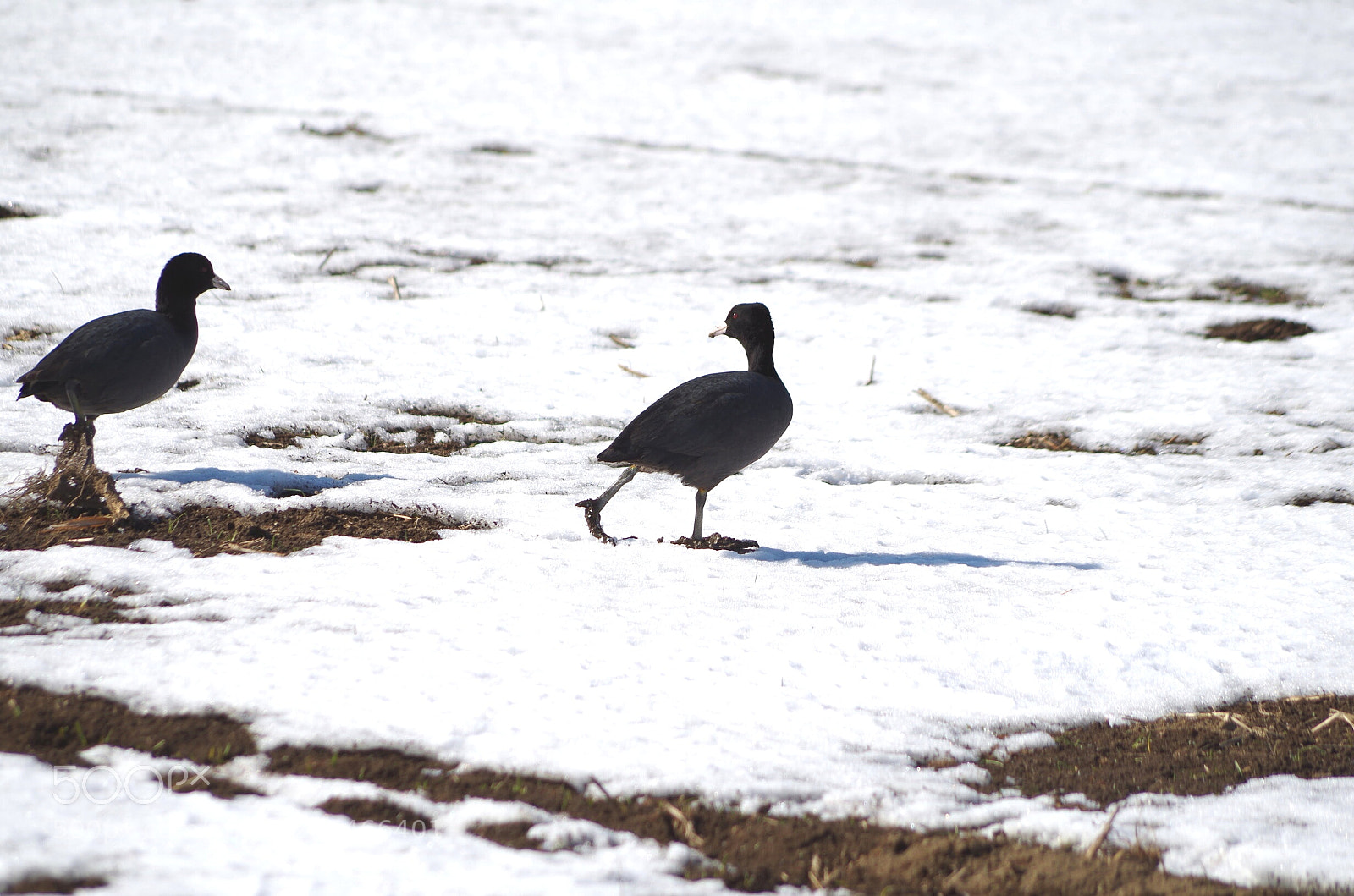 Pentax K-30 sample photo. Follow me photography