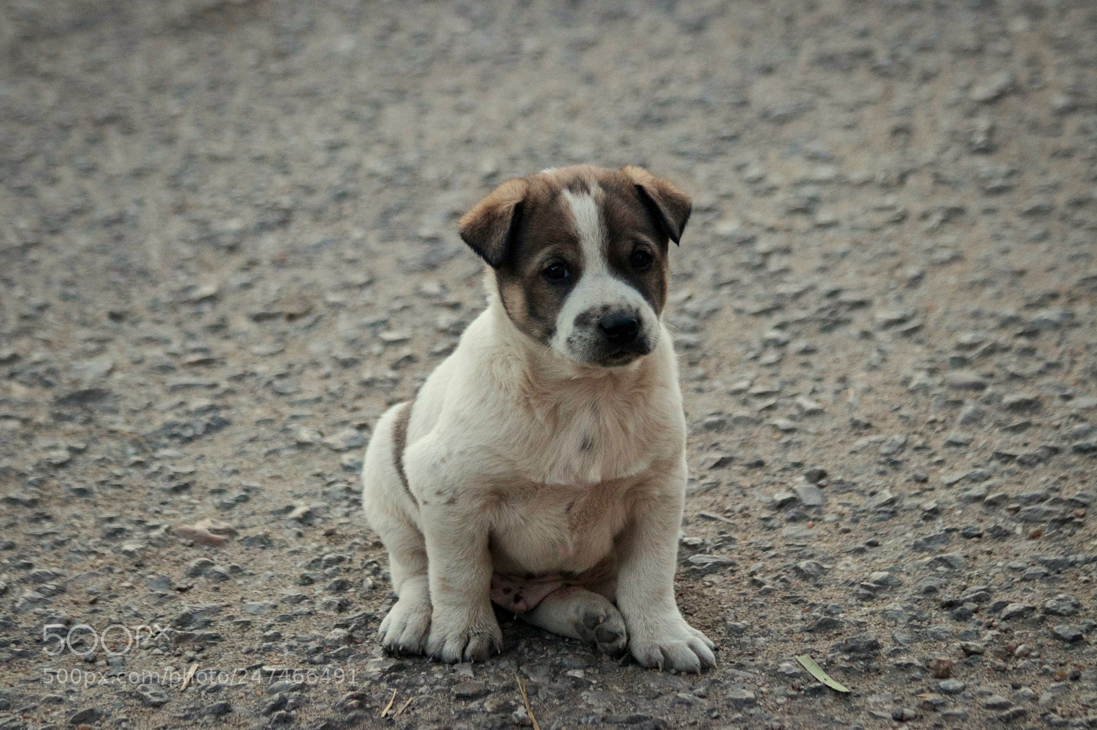 Canon EOS 80D sample photo. Puppy in the street photography