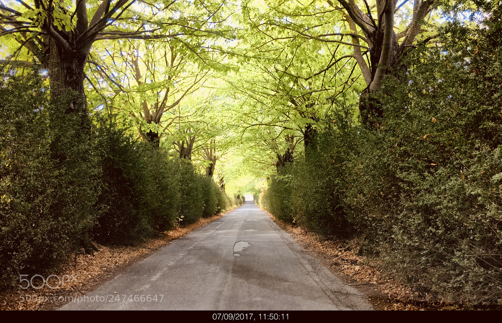 Apple iPhone 6s sample photo. Viale nel chianti photography