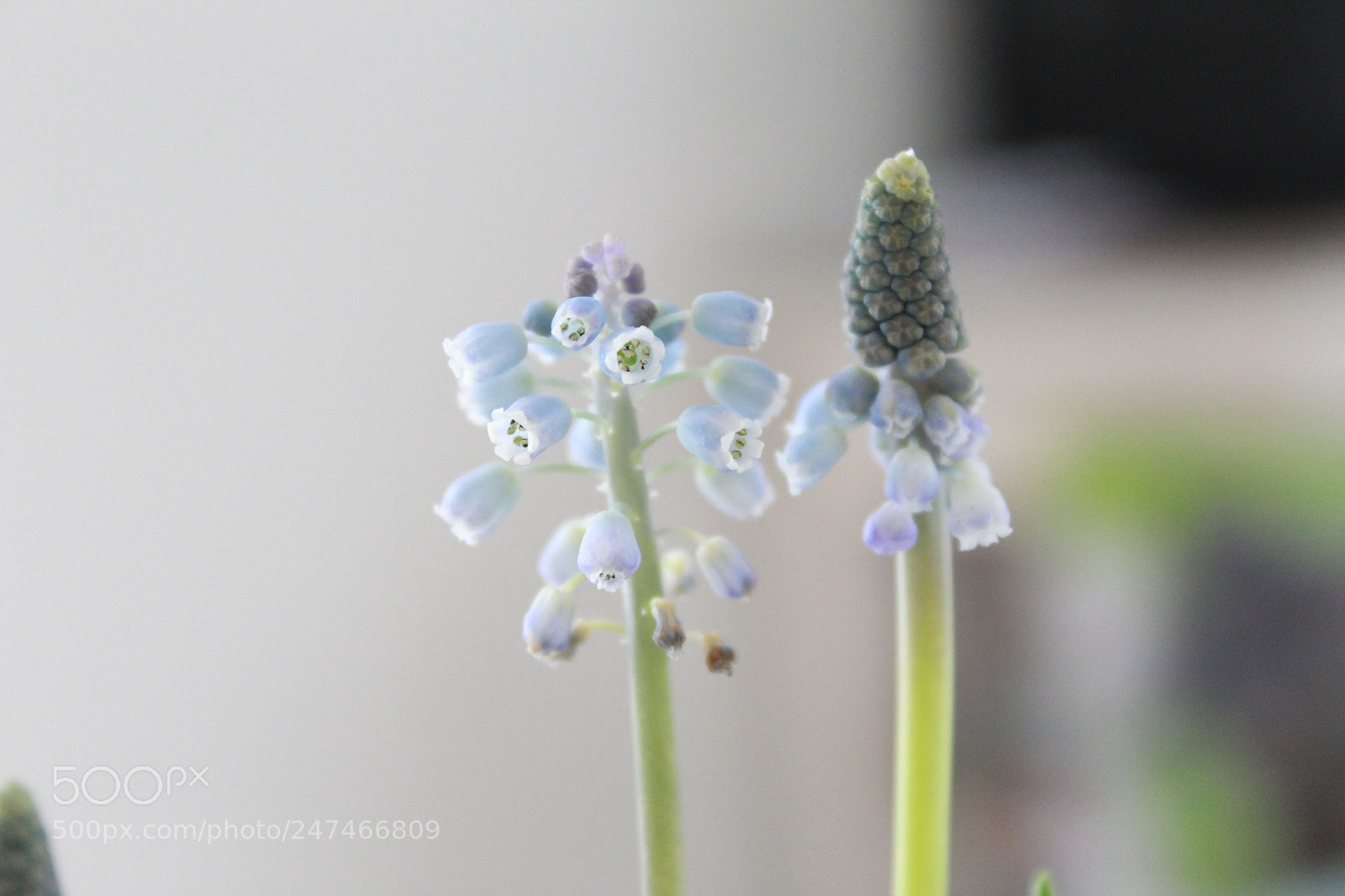 Canon EF-S 18-55mm F3.5-5.6 III sample photo. Blaue blume photography