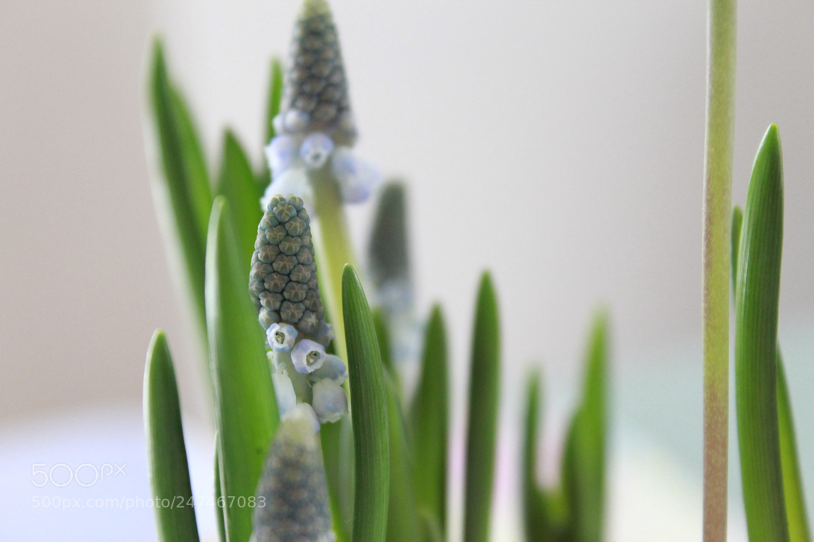Canon EF-S 18-55mm F3.5-5.6 III sample photo. Blaue blume photography