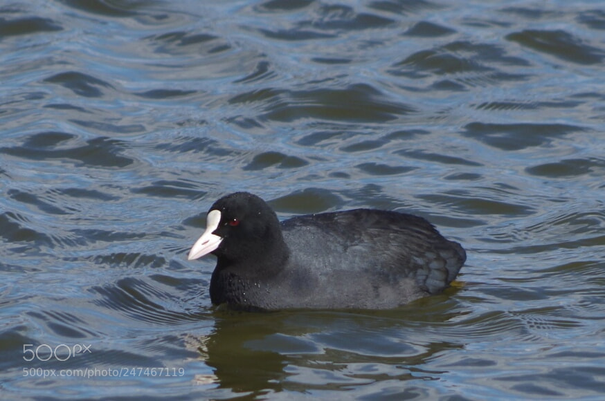 Pentax K-30 sample photo. Coot photography
