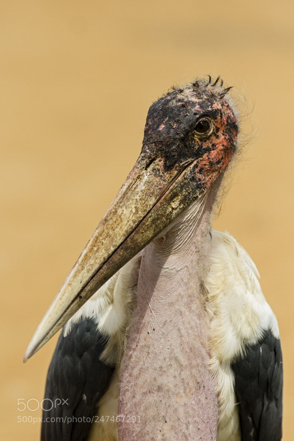 Canon EOS 600D (Rebel EOS T3i / EOS Kiss X5) sample photo. Marabou photography