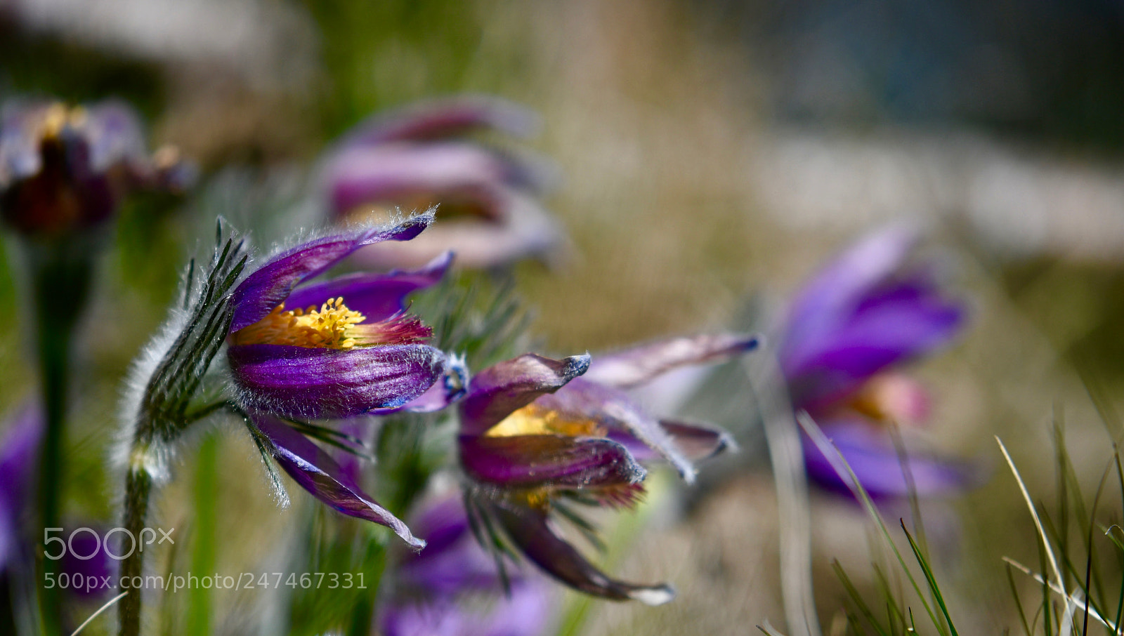 Nikon D500 sample photo. Untitled photography