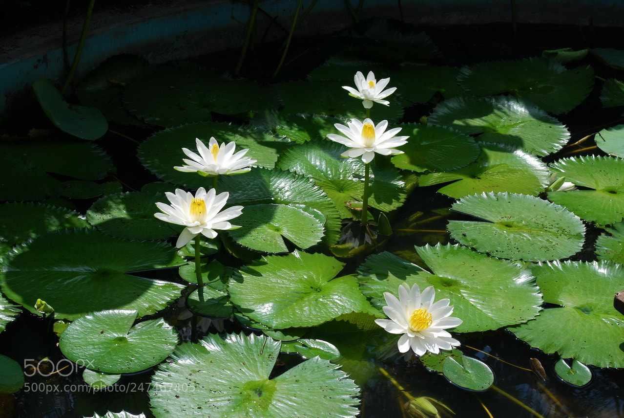 Nikon D60 sample photo. Copy photography