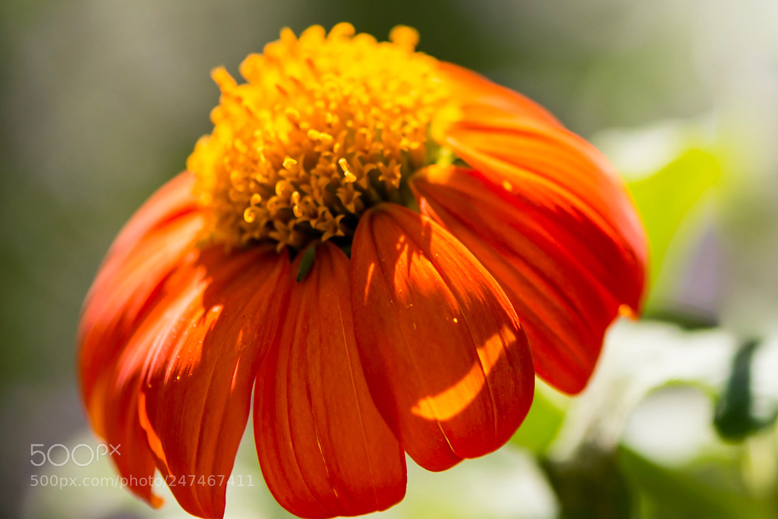Nikon D800 sample photo. Ready for spring photography