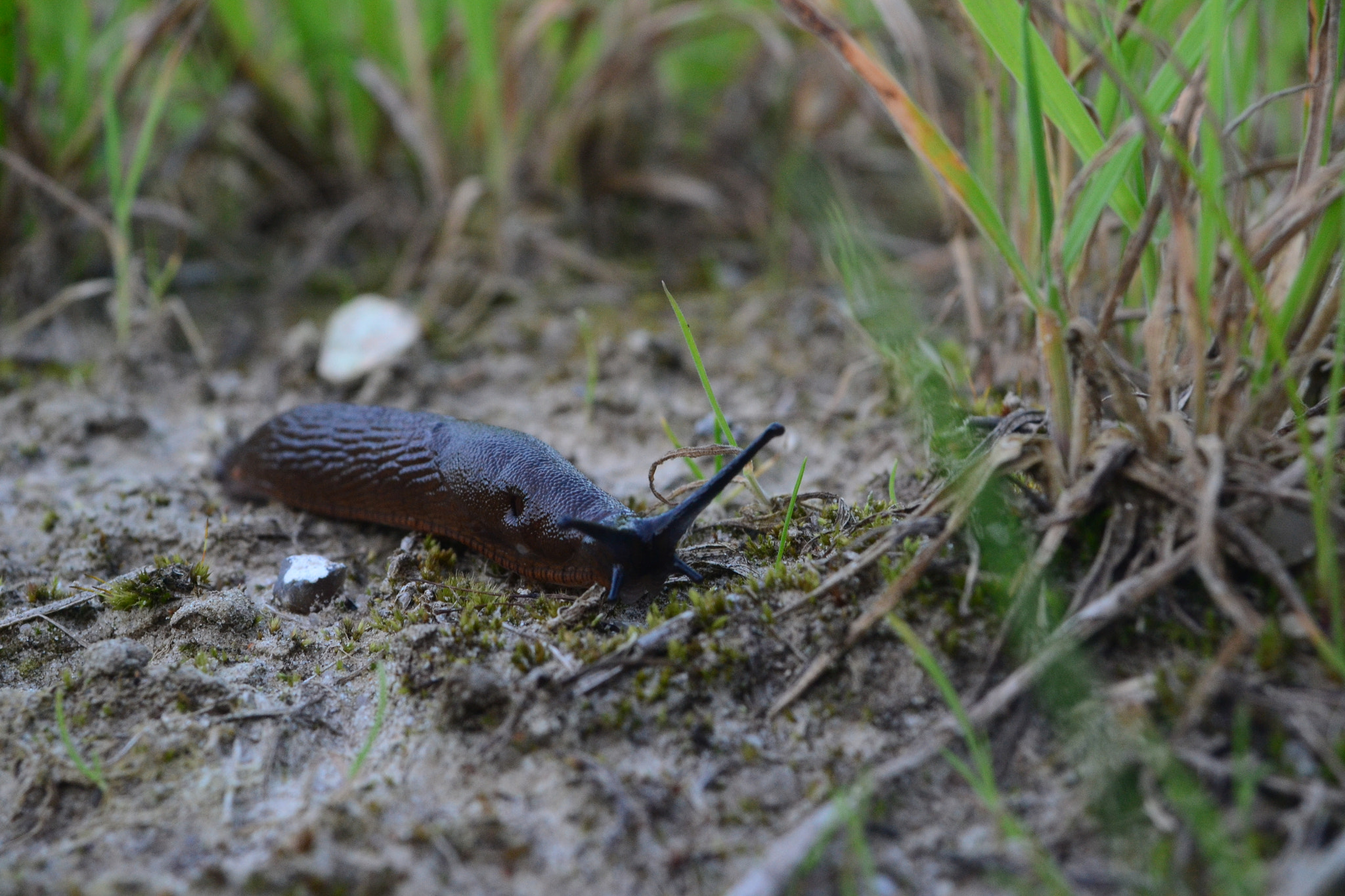 Nikon D3100 + Sigma 18-50mm F3.5-5.6 DC sample photo. Dsc photography